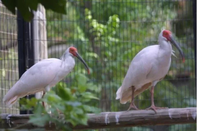 朱鹮「平平」传奇一生 活40年创吉祥鸟最长寿 「平平」和伴侣「青青」。(取材自新京报/北京动物园供图)