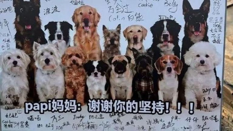 Papi的主人「Papi妈妈」辞职两年花了1000个昼夜终于为宝贝毛小孩讨回公道。（取材自微博）