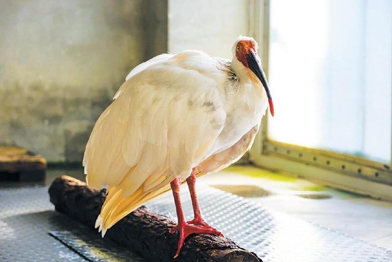 「平平」和伴侣「青青」。(取材自新京报/北京动物园供图)