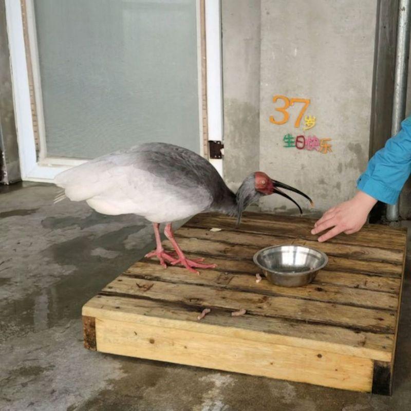 「平平」和伴侣「青青」。(取材自新京报/北京动物园供图)