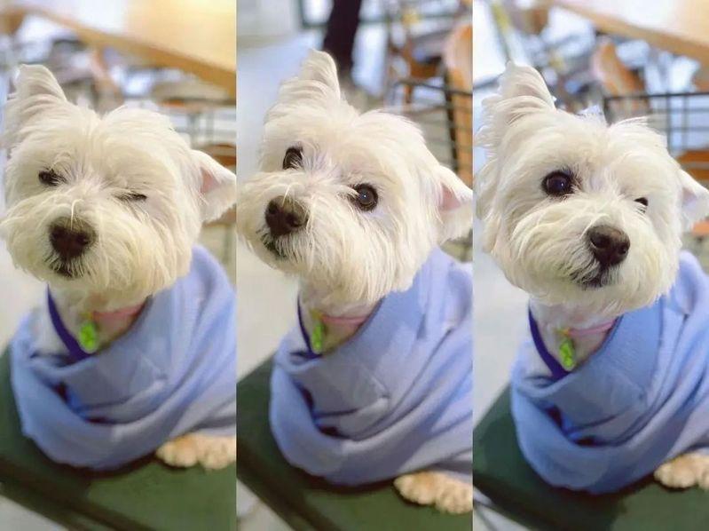 Papi的主人「Papi妈妈」辞职两年花了1000个昼夜终于为宝贝毛小孩讨回公道。（取材自微博）