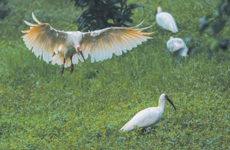 「平平」和伴侣「青青」。(取材自新京报/北京动物园供图)