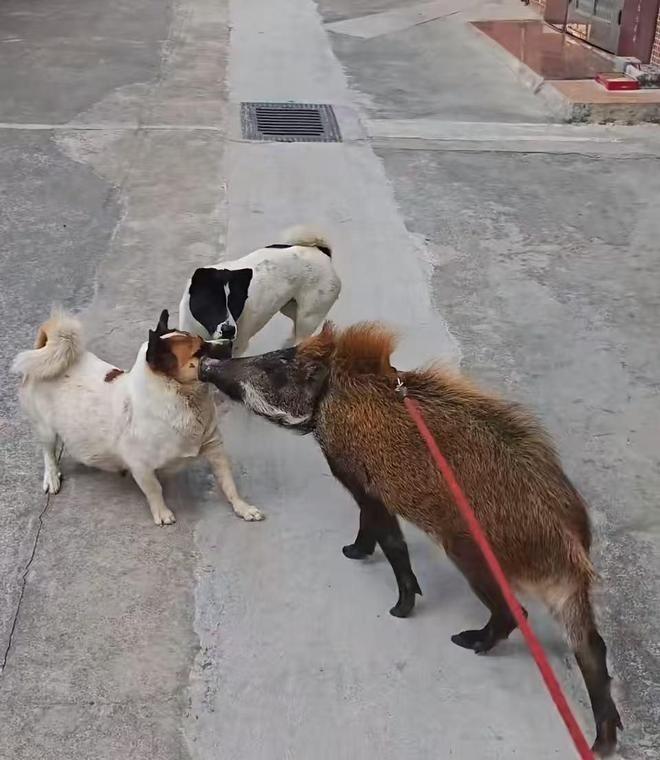 野猪「面条」的日常生活。（视频截屏）