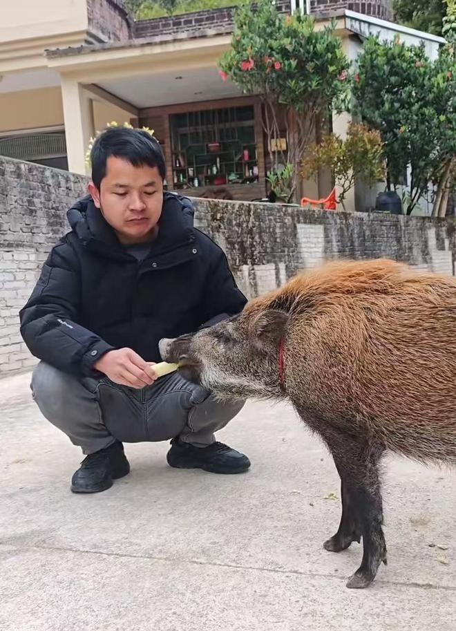 野猪「面条」的日常生活。（视频截屏）