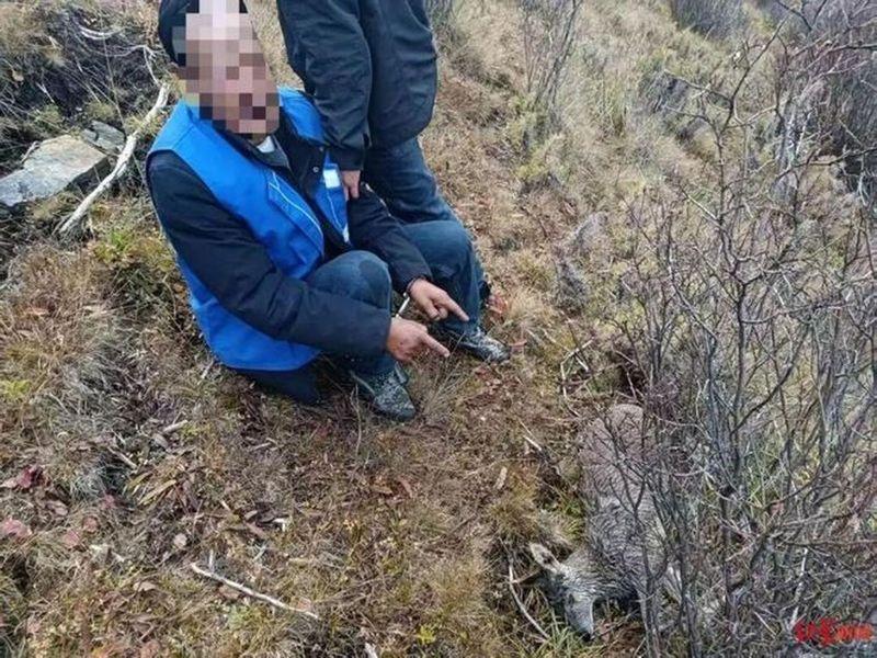 被猎杀的马麝。（取材自红星新闻）