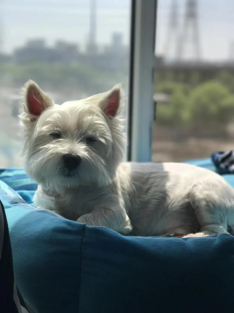 受害犬主用看板感谢「Papi妈妈」。(取材自微信公众号「最人物」)