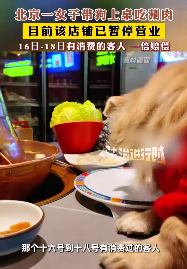 宠物狗卡餐桌吃餐盘里的羊肉卷。（视频截屏）
