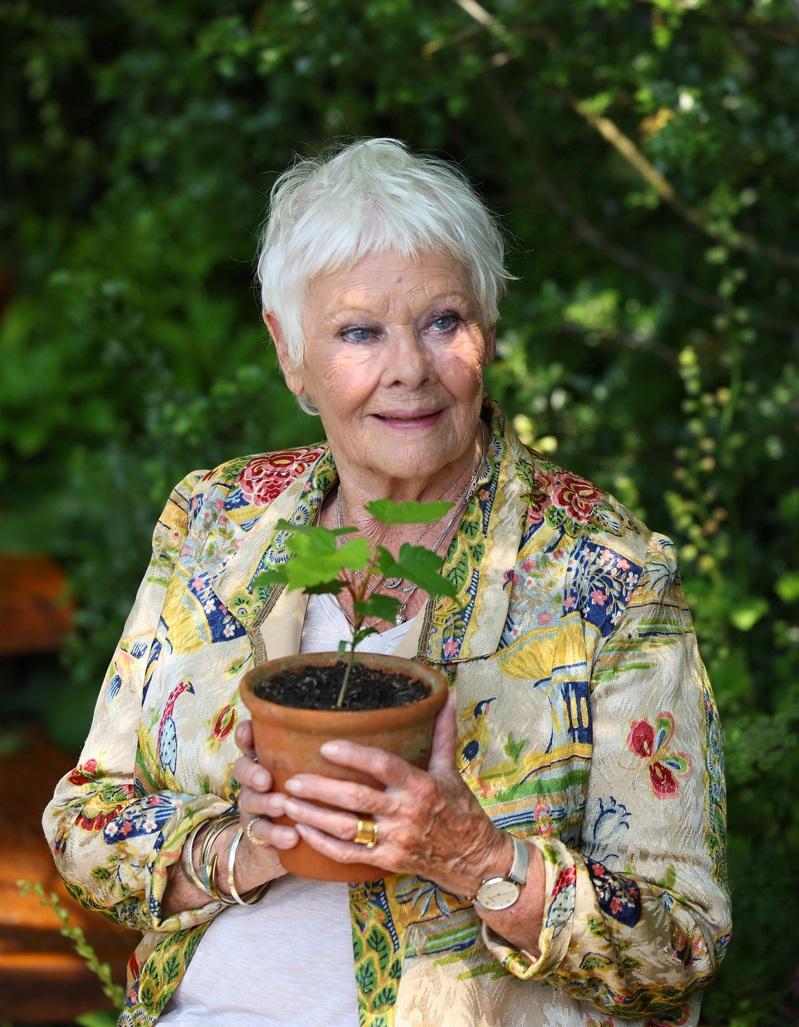 现年90岁的茱蒂丹契眼疾恶化,恐无法再演戏。(路透数据照片)