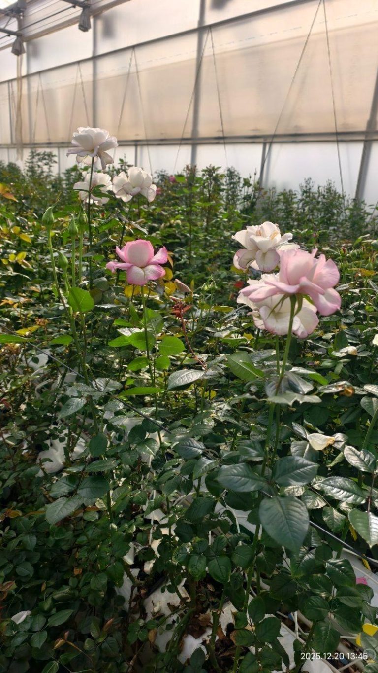 正在生长的「宝华月季」。(取材自上游新闻)