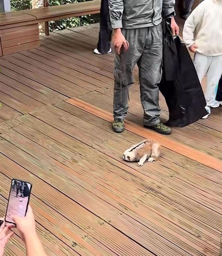 游客拍照时摇树，致国家一级保护动物懒猴坠落。(取材自极目新闻)