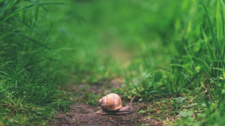 1958年中国发生一场“特大瘟疫” 至今鲜为人知