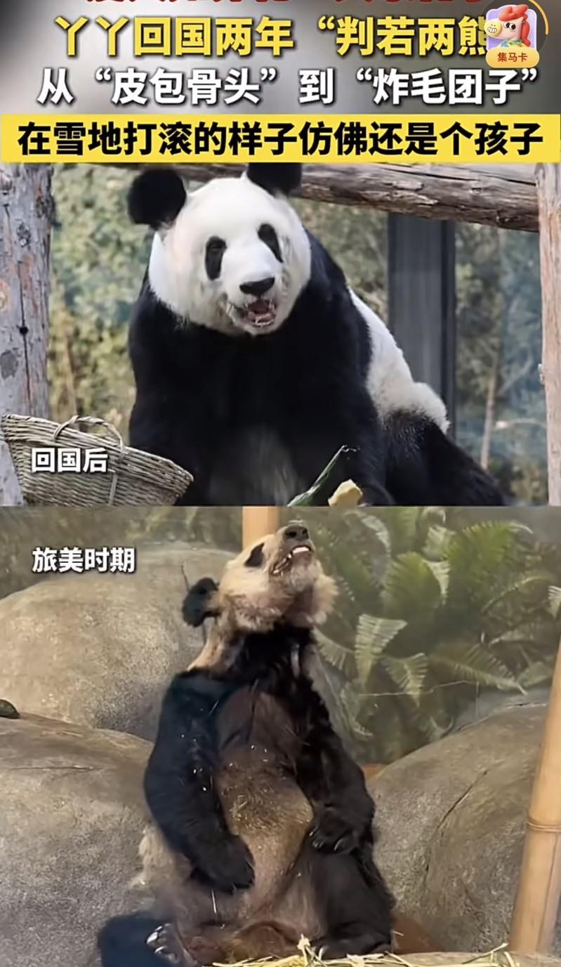 现在的丫丫。(取材自快科技)
