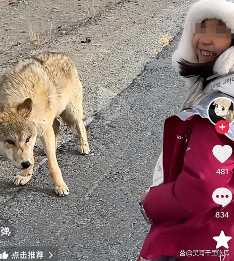 宝妈递火腿肠 示意6岁娃投喂可可西里野狼 身分被扒出 妈妈自驾开门让六岁女儿下车喂狼的视频引发热议。(取材自微博)