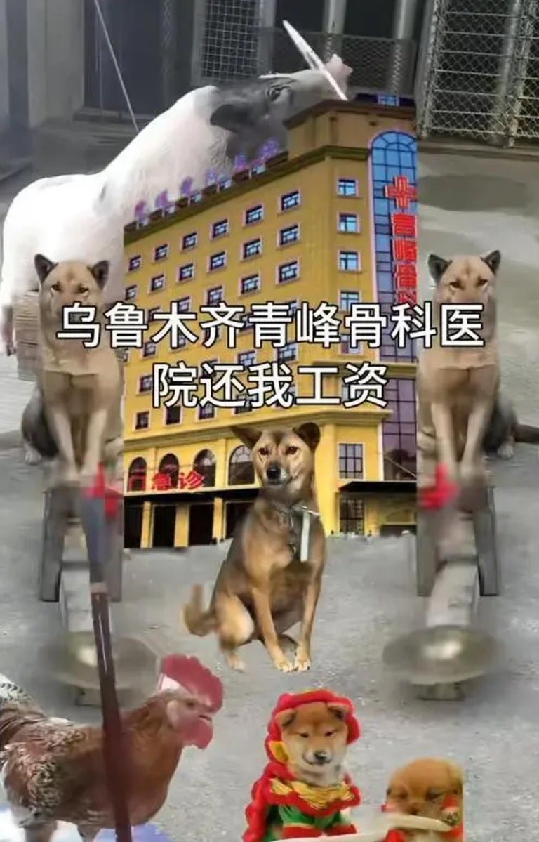 动物杂耍喊「还我工资」 女发视频讨薪揭背后困境 网友制作搞笑视频讨薪。(视频截屏)