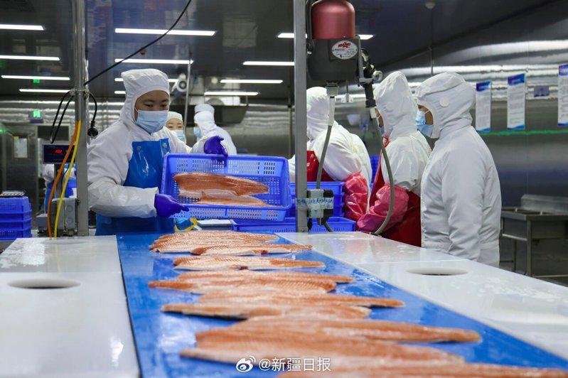 新疆尼勒克县喀拉苏乡的三文鱼养殖基地，运输船运送刚捕捞上来的三文鱼。（新华社）
