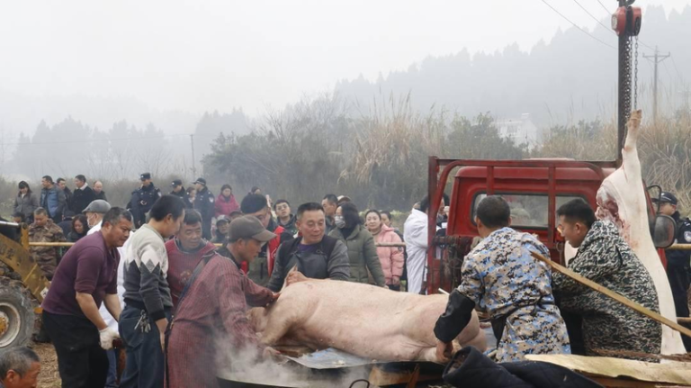 重庆合川1场杀猪宴 意外带火1座城 杀年猪习俗。(取材自封面新闻)