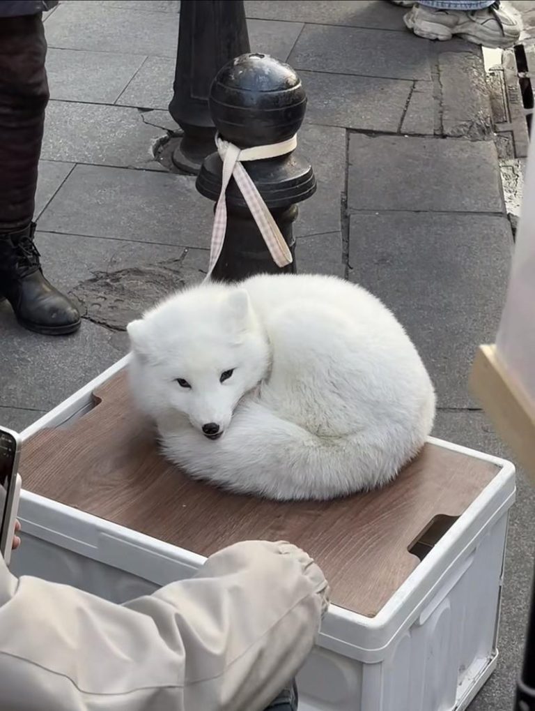 当东北雪狐成了打卡拍照「道具」… 这些行为不正常 雪狐被商家当成「展示品」吸引游客,只见牠在展示箱上蜷缩成一团。(视频截屏)