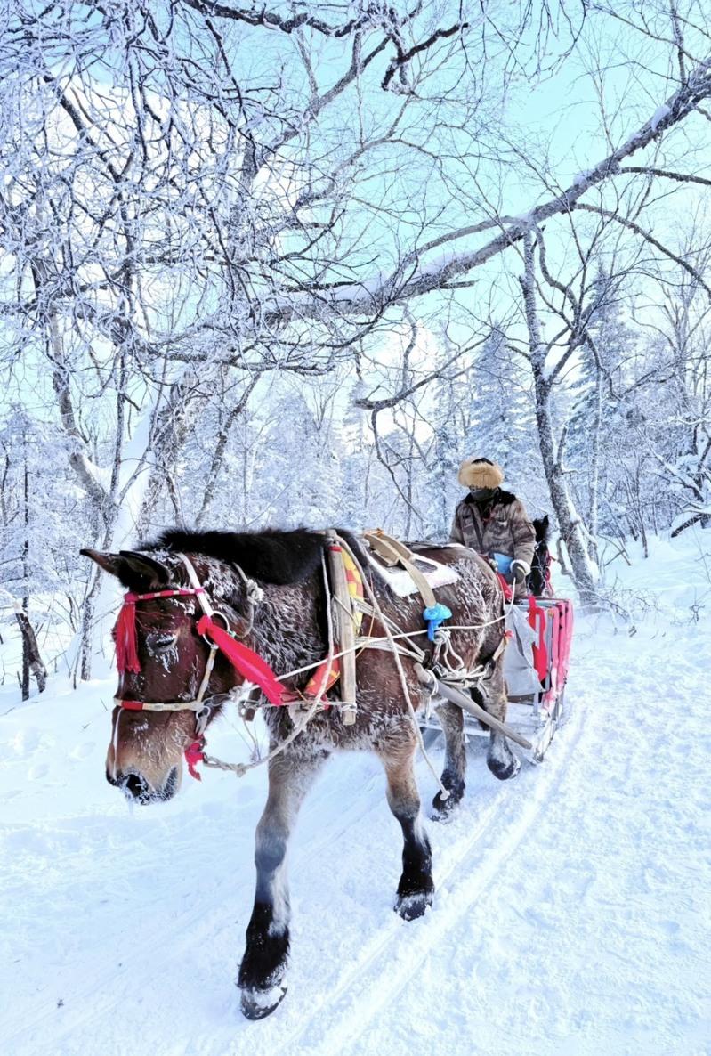 雪狐被商家当成「展示品」吸引游客,只见牠在展示箱上蜷缩成一团。(视频截屏)