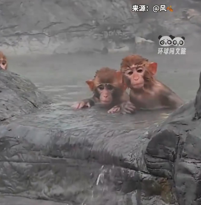 猕猴在河南云台山景区泡温泉 游客拍下:进化得刚刚好 河南云台山景区猕猴泡温泉的景象引发网友调侃:「比人类享受」。(视频截屏)