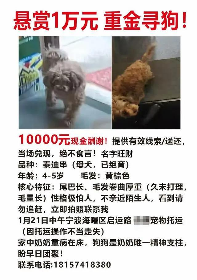 黑龙江鸡西市的姜女士为寻找托运途中走失的泰迪犬「旺财」,跨越2700多公里奔赴宁波,多次发帖悬赏1万元寻狗。(取材自现代快报)
