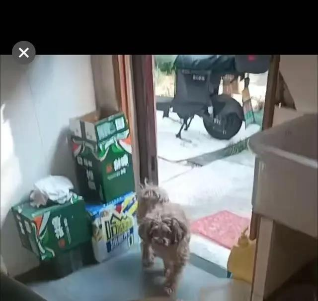 黑龙江鸡西市的姜女士为寻找托运途中走失的泰迪犬「旺财」,跨越2700多公里奔赴宁波,多次发帖悬赏1万元寻狗。(取材自现代快报)