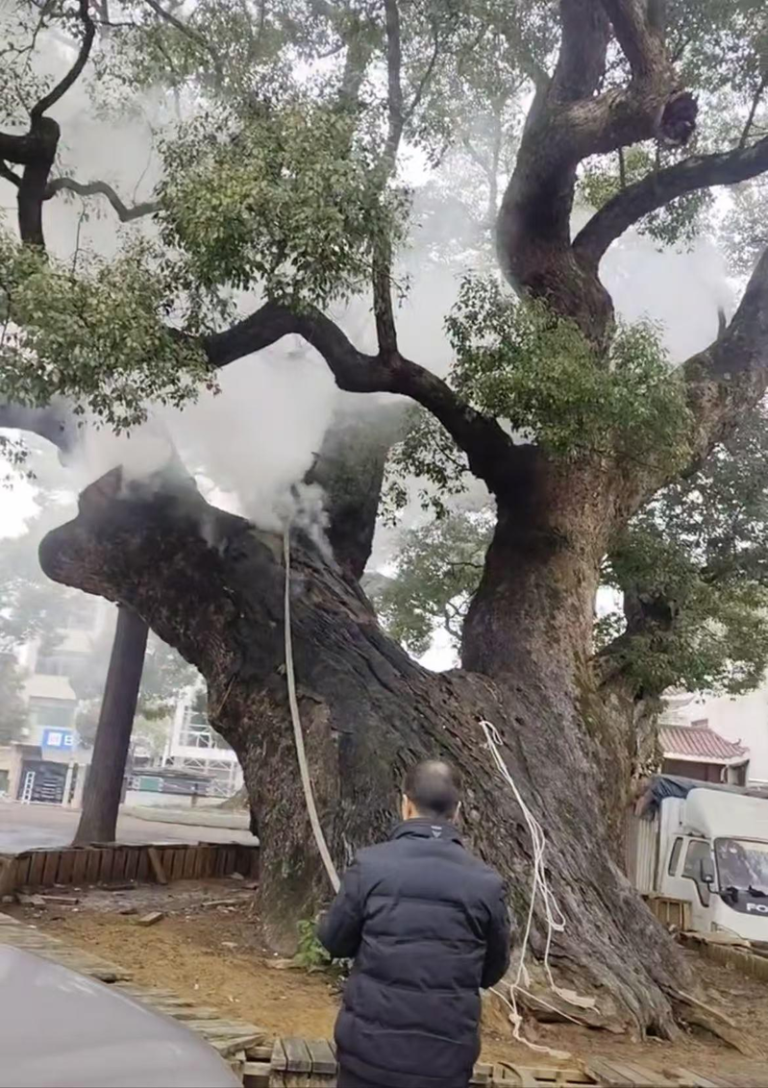 古樟树高约20公尺、胸径3.2公尺，已纳入省级古树名木「一树一档」管理，经森林公安部门调查，确认火情为两名未成年小孩燃放爆竹不慎引发。(视频截屏)