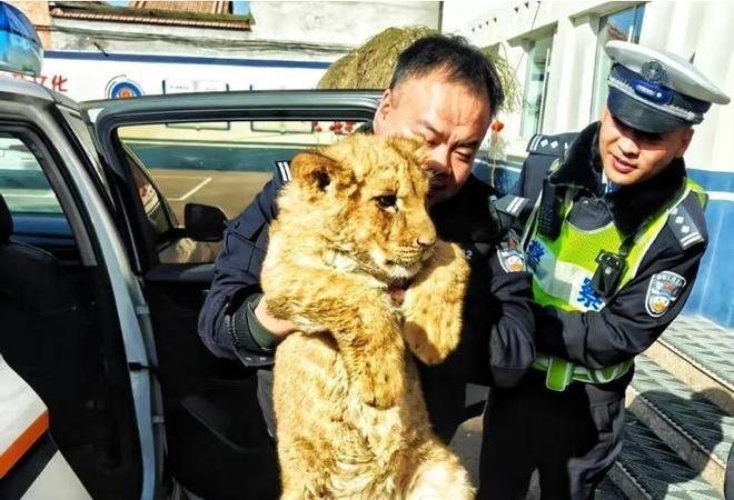 山西长晋高速路边有一只幼年非洲狮。（取材自极目新闻）