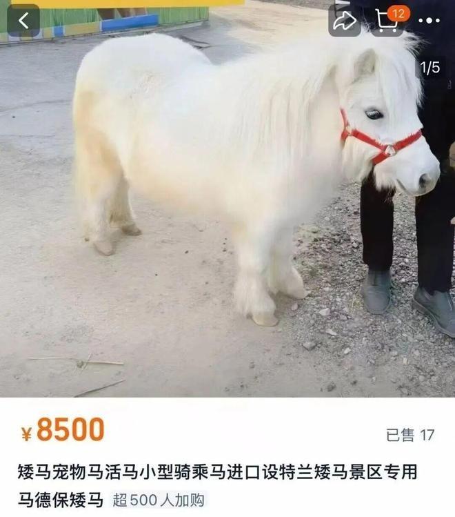 马年矮脚马大火。(视频截屏)