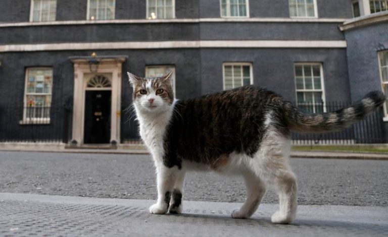 英首席捕鼠官就职15周年历6任首相 政坛动荡中稳定象征 尽管英国首相数度更迭,英国首席捕鼠官赖瑞仍稳居人气宝座。(美联社)