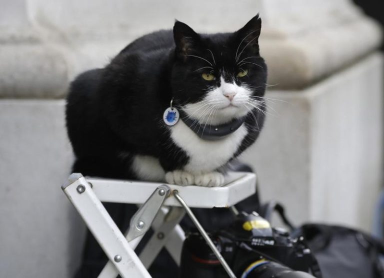 英国外交部前「首席捕鼠官」帕默斯顿(Palmerston)12日去世。(美联社数据照)