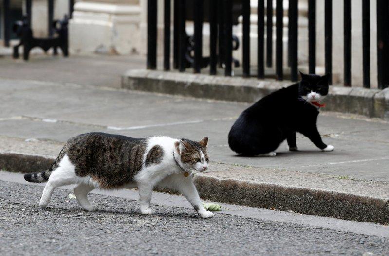 英国外交部前「首席捕鼠官」帕默斯顿(Palmerston)12日去世。(美联社数据照)