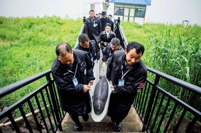2024年4月7日下午，湖北宜昌市，人们在长江岸边观看江豚在江中嬉戏。（取材自中新周刊/视觉中国图）