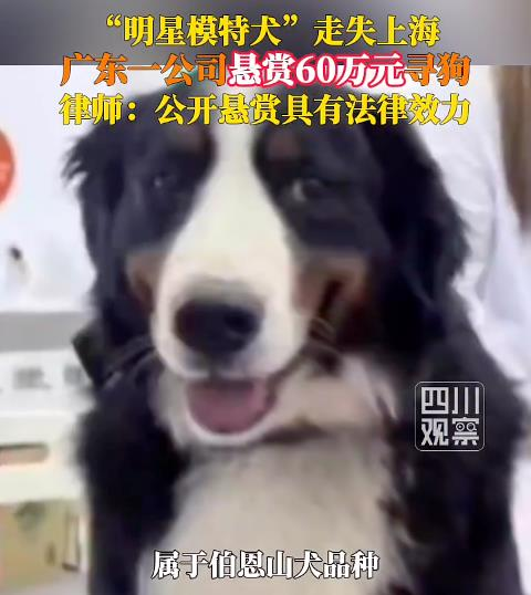 广东一公司发帖「悬赏60万寻狗」,公司负责人称「赏金一定兑现」。(取材自大象新闻)