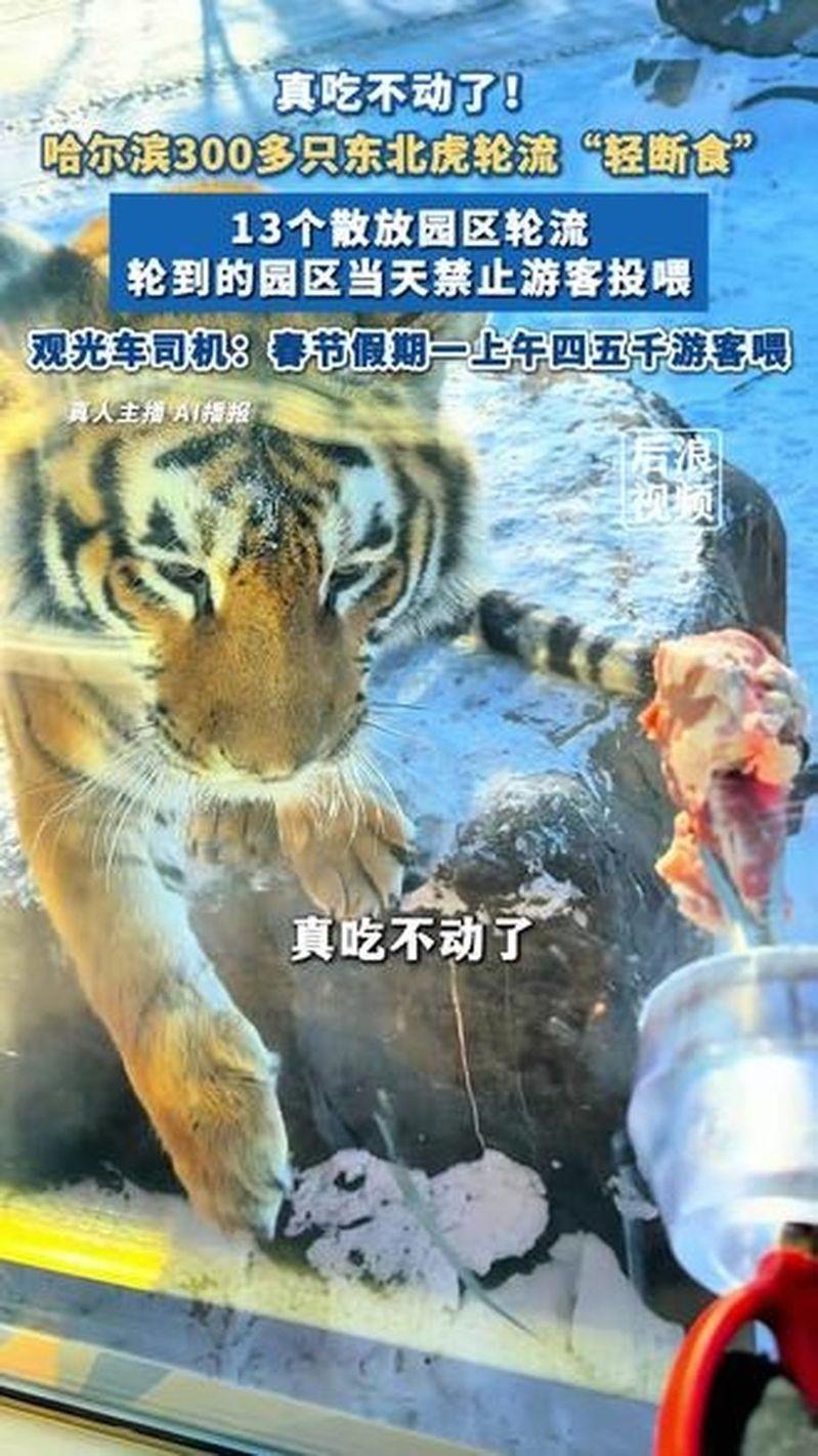 园区喂食的东北虎。(取材自黑龙江东北虎林业公众号)