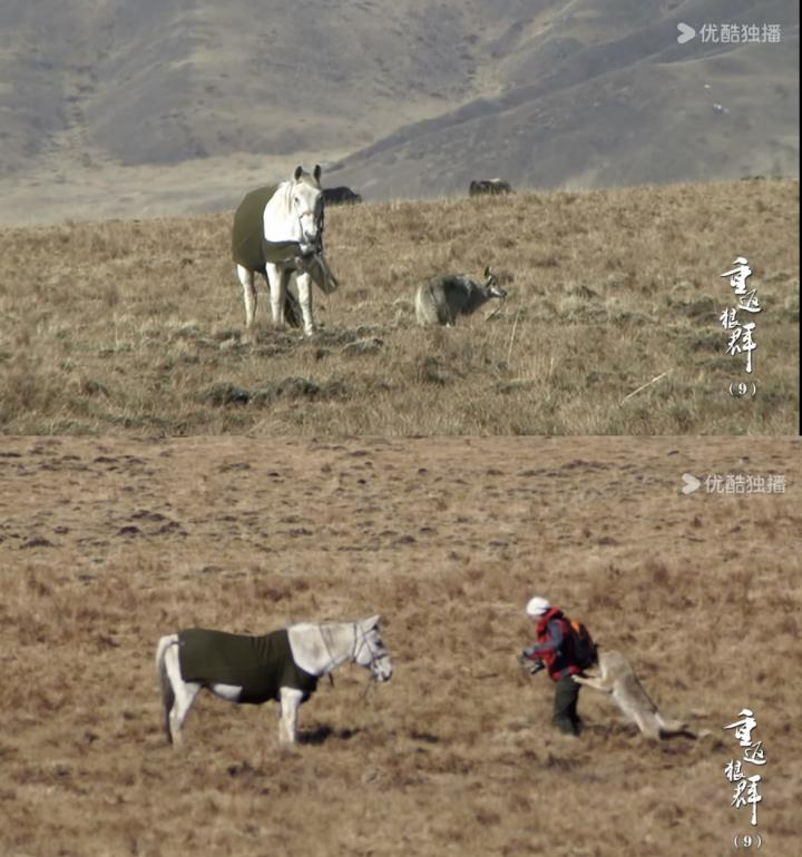 纪录片「重返狼群」宣传图。(取材自微博)