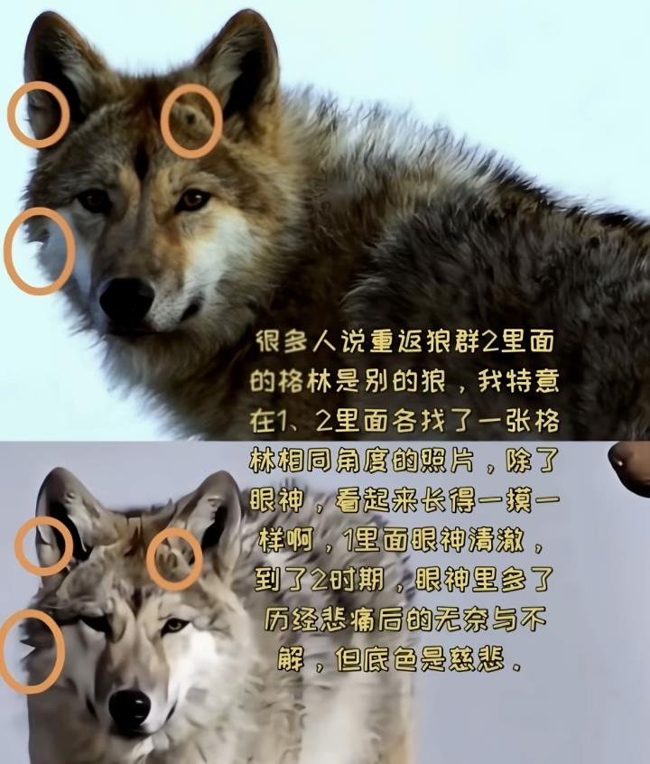 纪录片「重返狼群」宣传图。(取材自微博)
