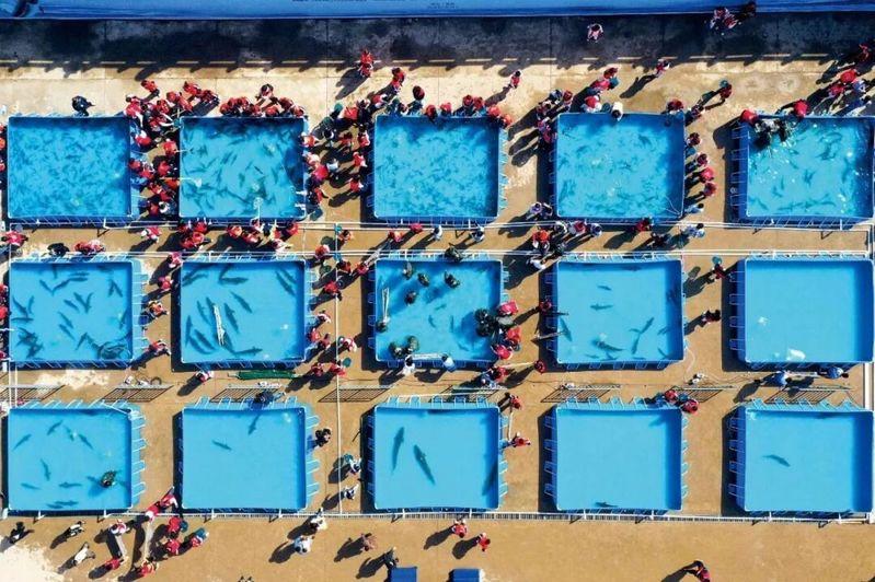 2024年4月7日下午，湖北宜昌市，人们在长江岸边观看江豚在江中嬉戏。（取材自中新周刊/视觉中国图）