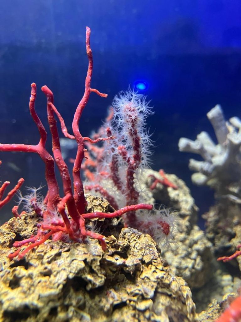 采集地中海红珊瑚需要潜水到深海，经常有潜水员因此丧命。图为意大利萨丁尼亚岛上城市阿尔盖尔（Alghero）红珊瑚水族馆内展示的红珊瑚。(中央社)