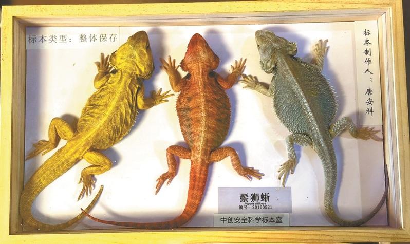 唐安科展示他的标本宝贝。(取材自重庆晚报)