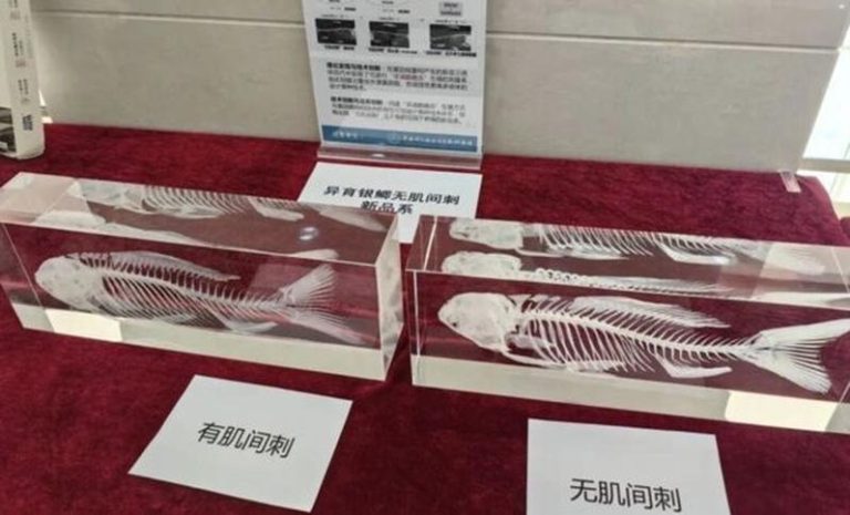 中国科学团队研发出没有小刺的鲫鱼。（取材自中国青年报）