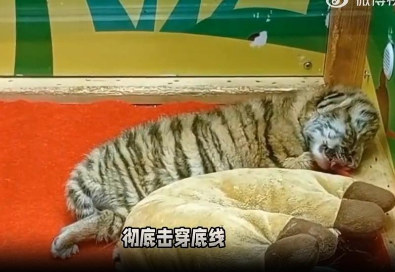 网红东北虎幼崽「暖暖」。（视频截屏）