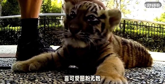 网红东北虎幼崽「暖暖」。（视频截屏）