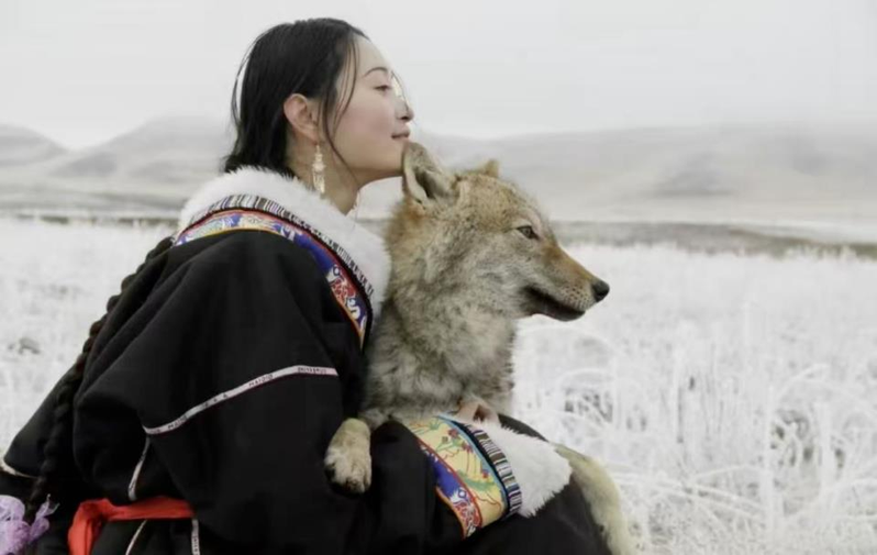 纪录片「重返狼群」宣传图。(取材自微博)