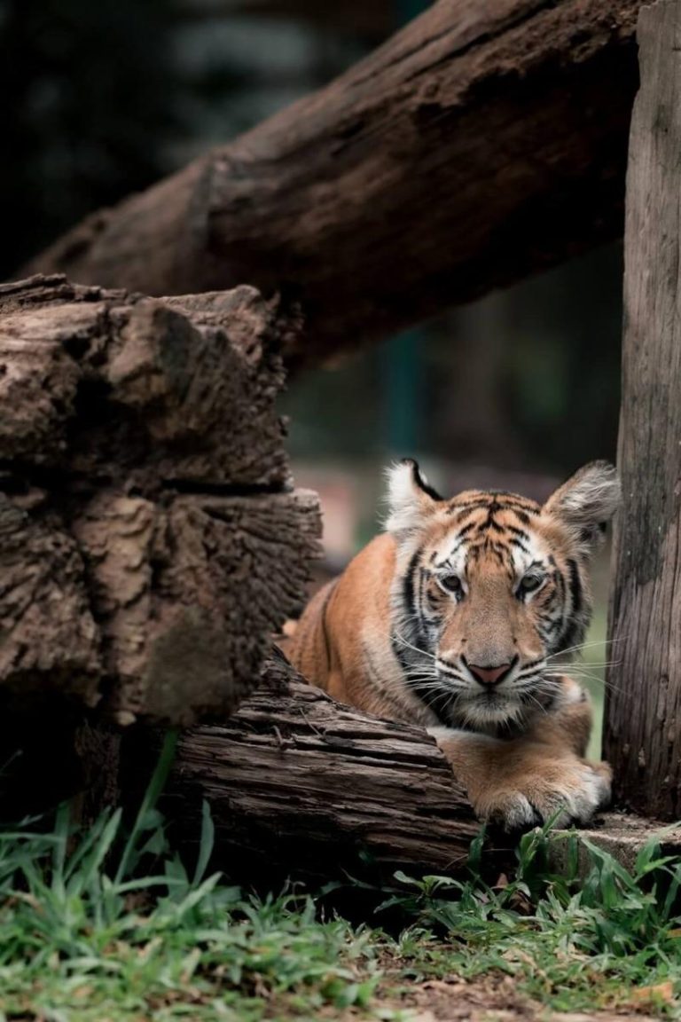 感染「猫小病毒」…泰国清迈保育园区10天死72只老虎 泰国北部清迈府「老虎王国」保育园区饲养的老虎。(图取自facebook.com/TigerKingdomMaerimChiangmai)