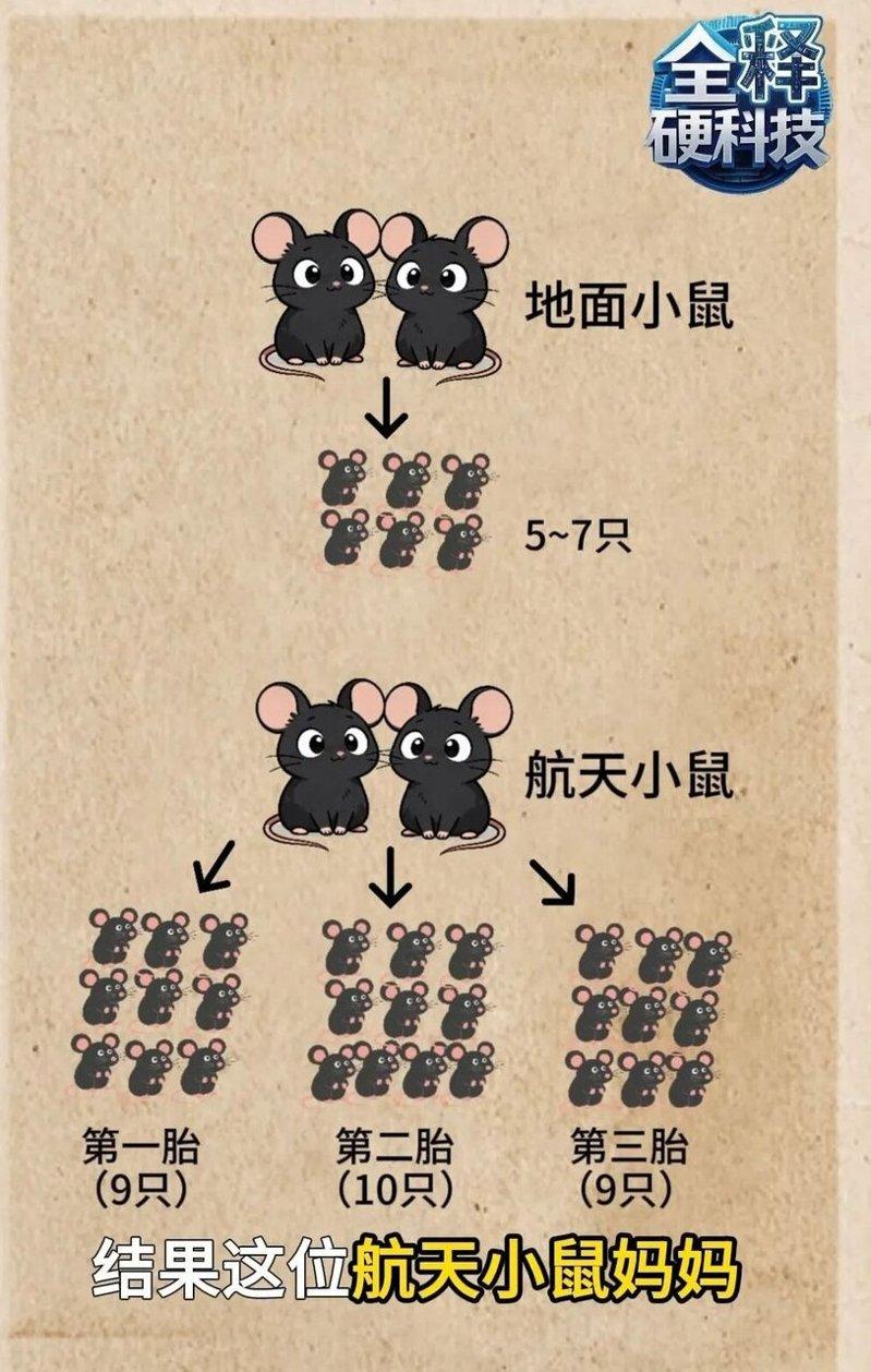 经对此,「航天小鼠」比普通小鼠还能生。(取材自央视微信公众号)