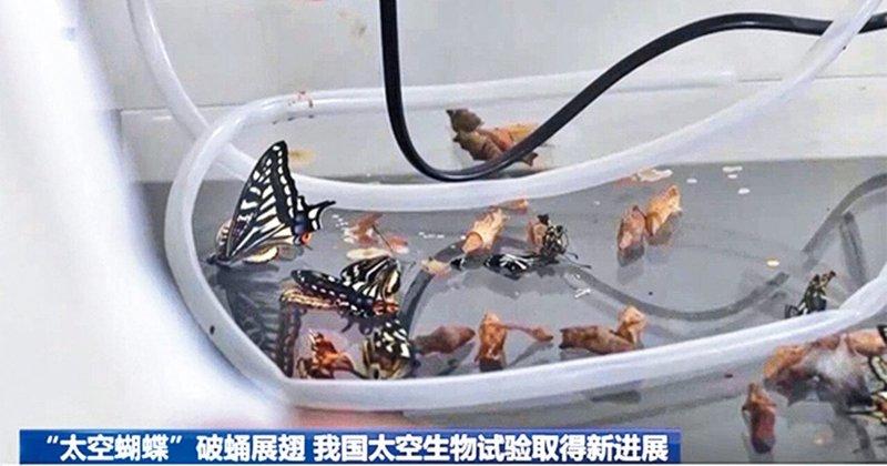 「太空蝴蝶」破蛹展翅,中国太空生物试验取得新进展。(取材自央视)