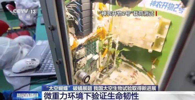 「太空蝴蝶」破蛹展翅,中国太空生物试验取得新进展。(取材自央视)