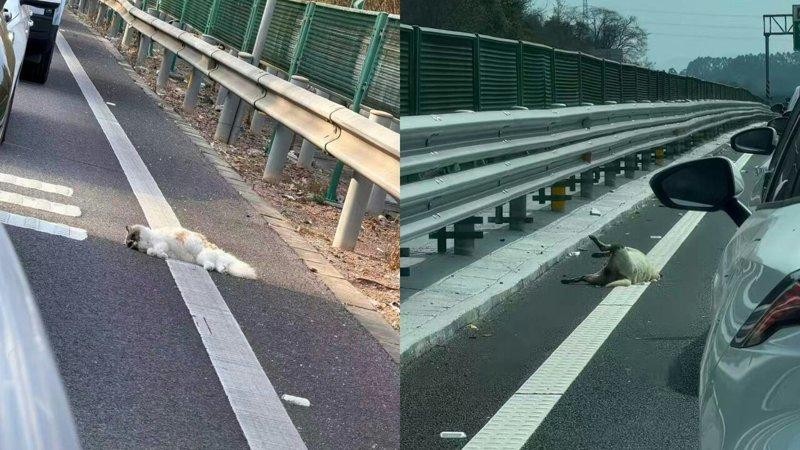 许多网友反映在高速上看到猫狗尸体。(取材自抖音)