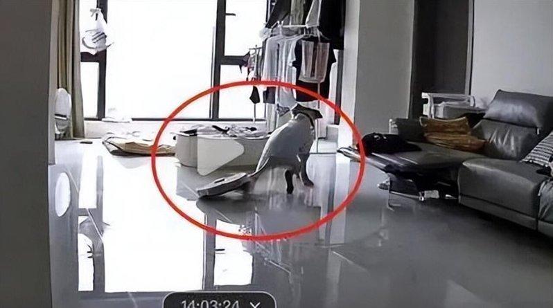 狗被扫地机器人夹住尾巴。(取材自扬子晚报)