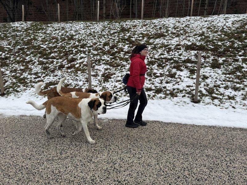 瑞士圣伯纳犬中心以复育原始犬种精神为基础,专注培育健康、长寿、亲人且性格温和的圣...
